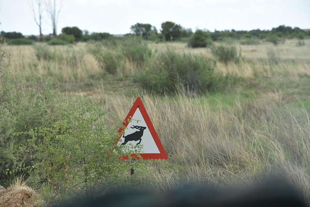 Free Gazelle Africa photo and picture