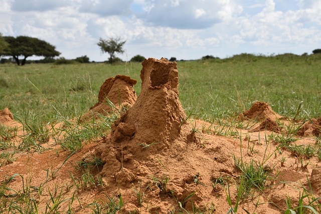 Free Termites Termite Mounds photo and picture