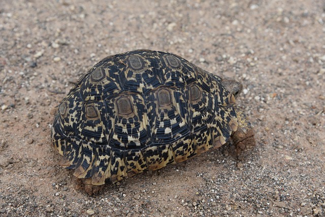 Free Tortoise Animal photo and picture