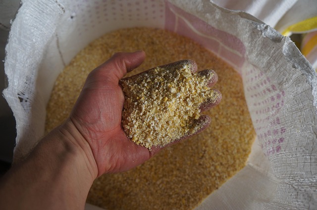 Free Hand Corn photo and picture