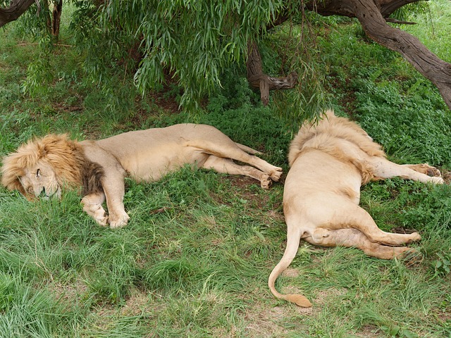 Free Lion Africa photo and picture