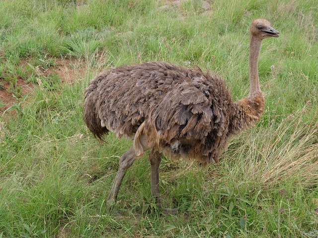 Free Ostrich Safari photo and picture