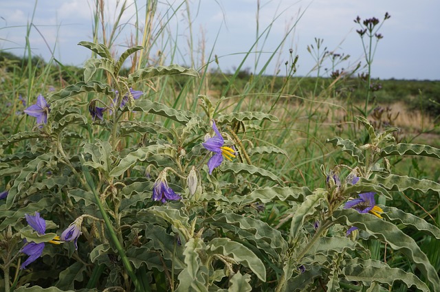 Free Plants Flower photo and picture