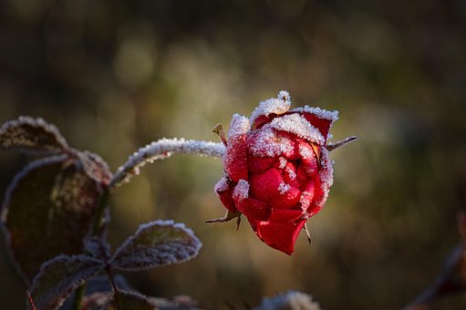 Free Flower Rose photo and picture