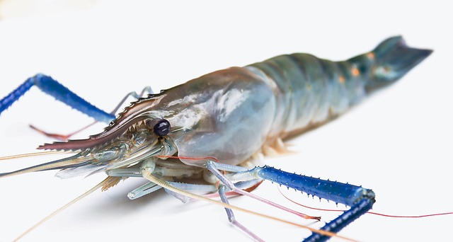 Free Seafood Shrimp photo and picture