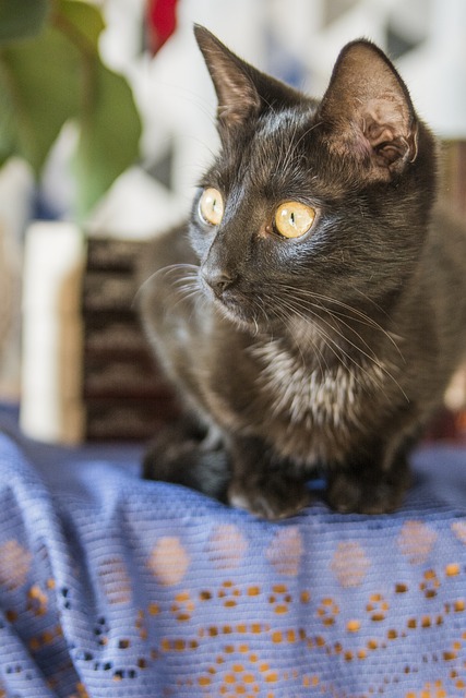 Free Cat Kitten photo and picture