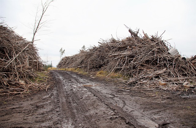 Free Deforestation Branches photo and picture