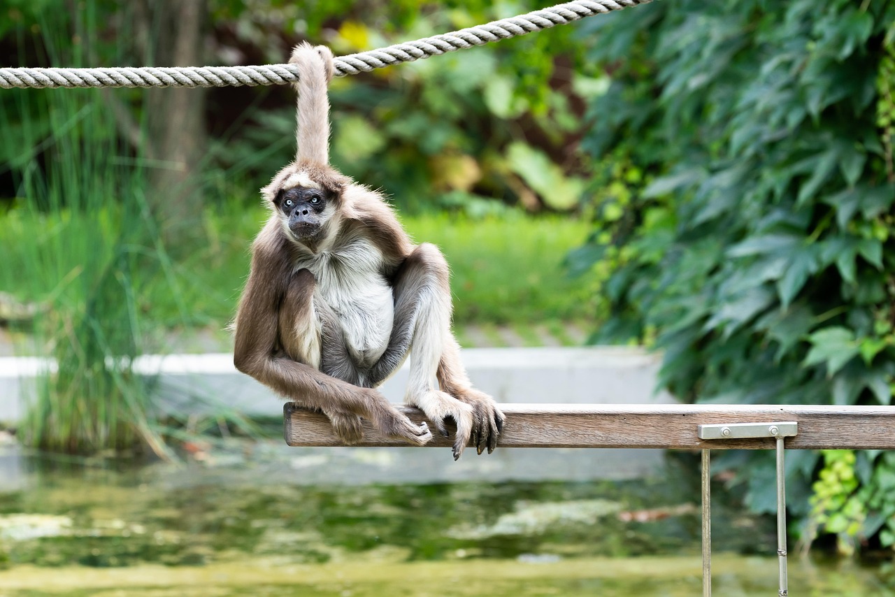 Animal - free online jigsaw puzzle photo
