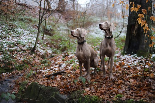 Free Dog Pet photo and picture