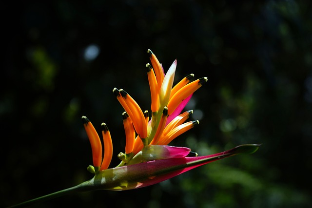 Kvetina, Kvetinová Tapeta, Heliconia