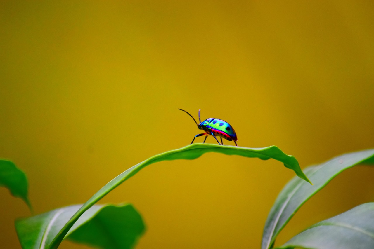 Bug Nature Animal - Free photo on Pixabay - Pixabay