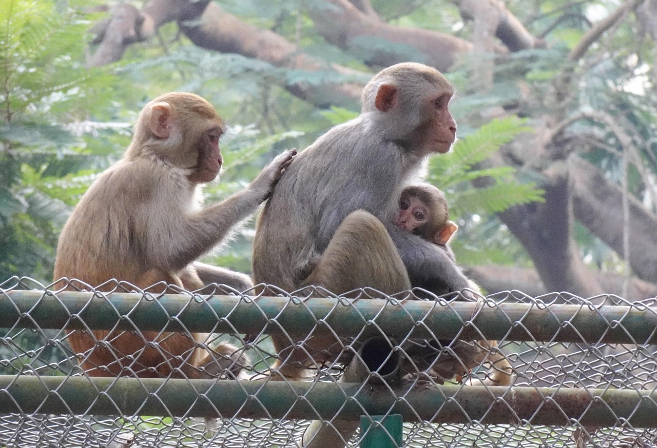 Animals Monkeys Primate Free photo on Pixabay Pixabay