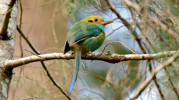 Free Bird Nature photo and picture