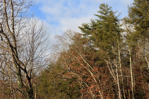 Free Nature Tree photo and picture