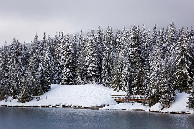 Free Nature Trees photo and picture