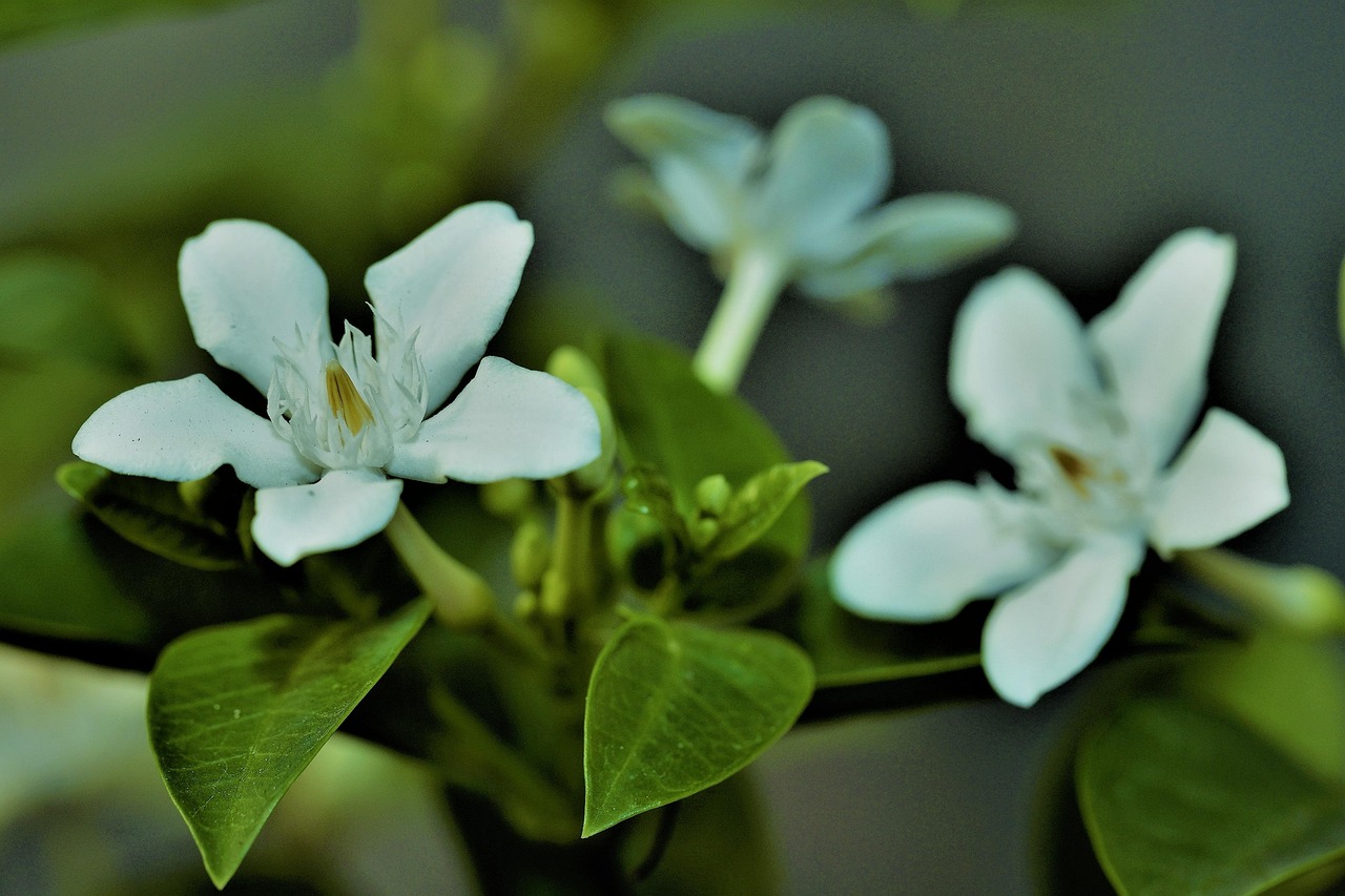 Flower Jasmine Flora Free photo on Pixabay Pixabay