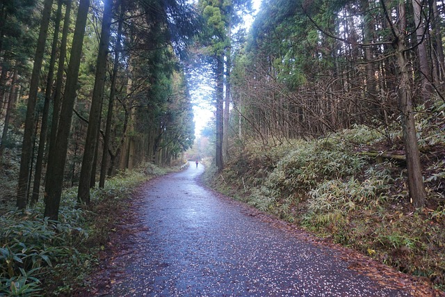 Free Forest Nature photo and picture