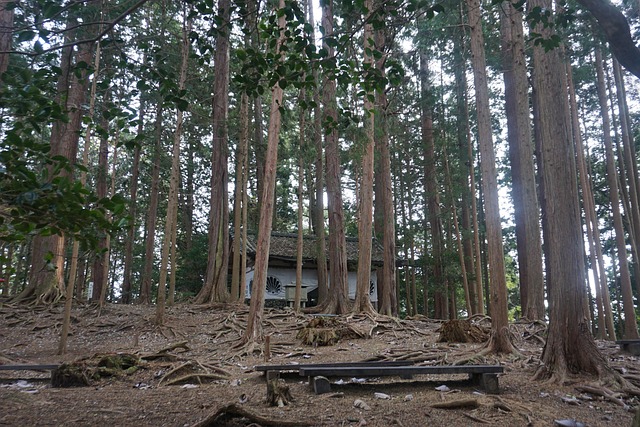 Free Forest Narure photo and picture