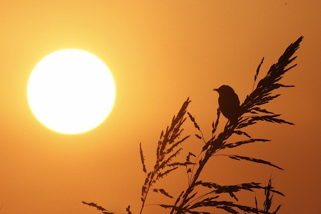 Free Sun Tramonto photo and picture