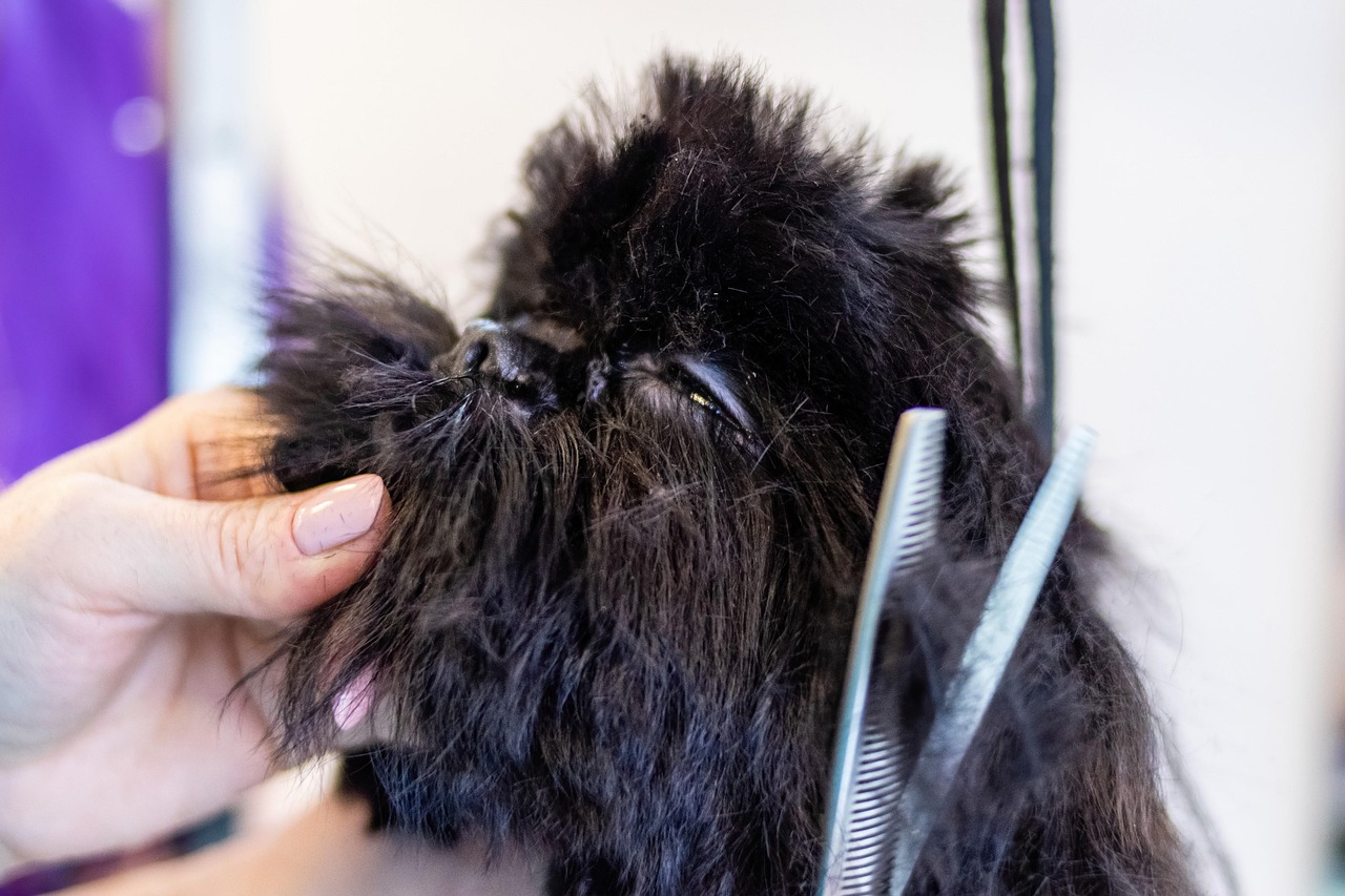 Stunning Steak Dog Grooming Natural Light Photography image