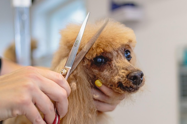 Cachorro com pelo aparado após sessão de tosa