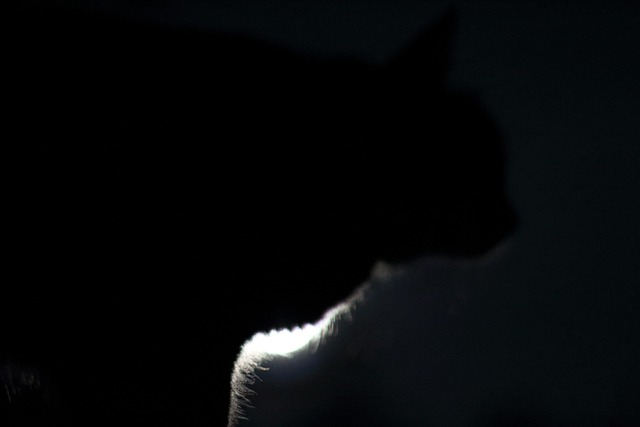 Kat, Magi, Mystiker, Sort Kat, Måne, Nat