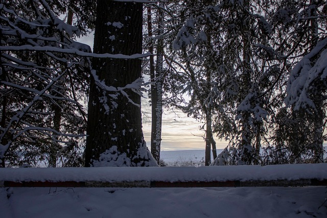 Free Nature Tree photo and picture