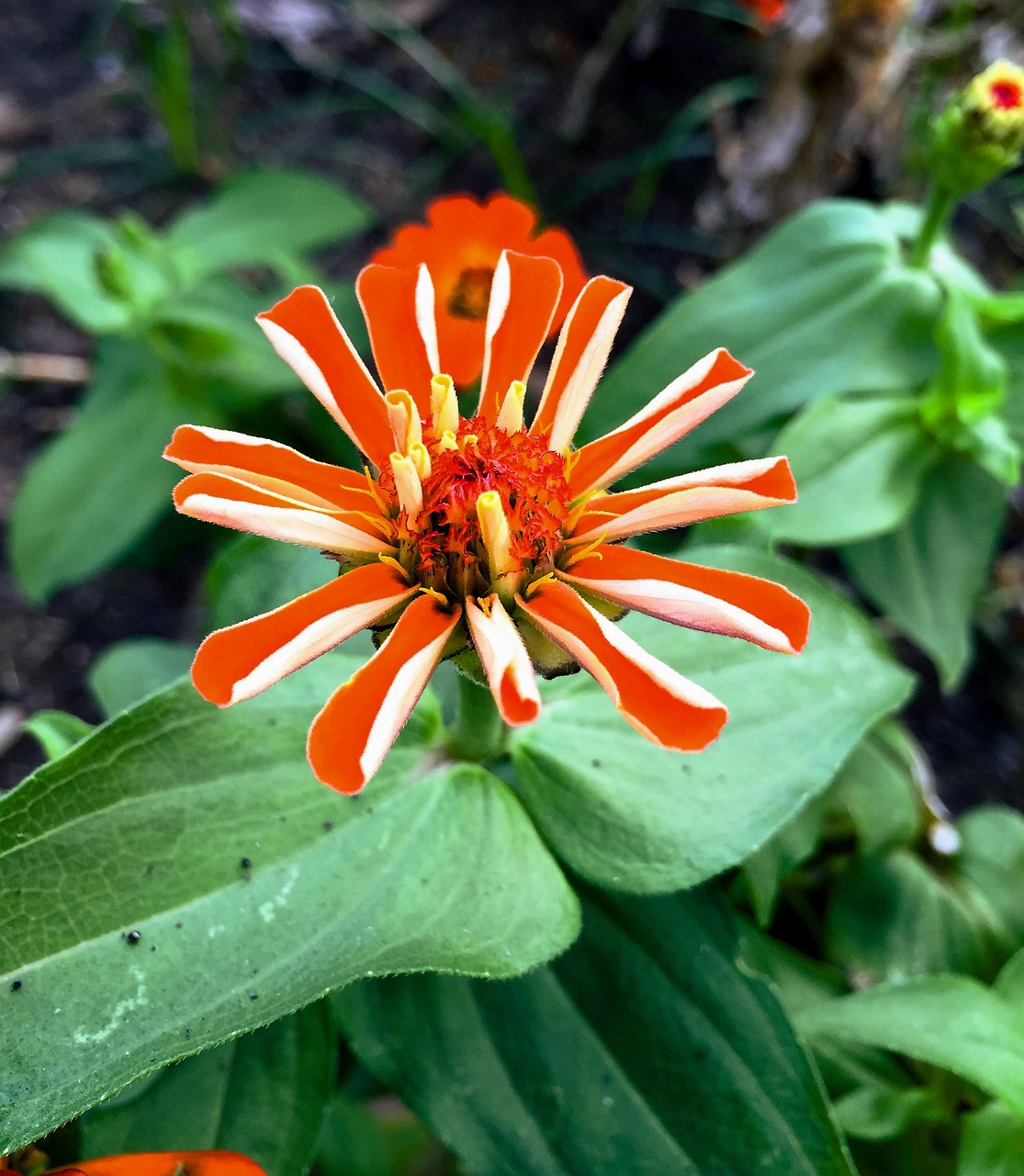 Flower Bloom Blossom Free photo on Pixabay Pixabay