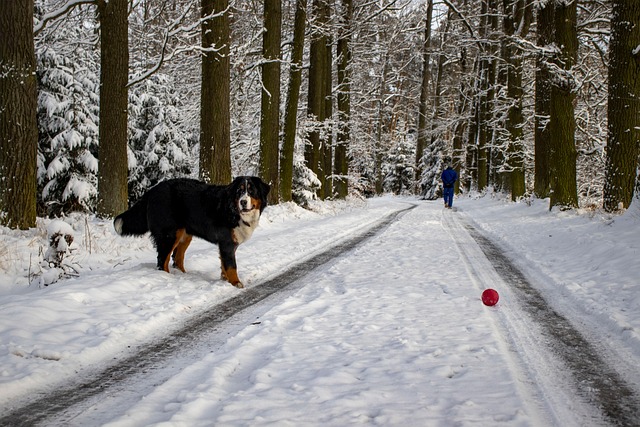 Free Dog Puppy photo and picture