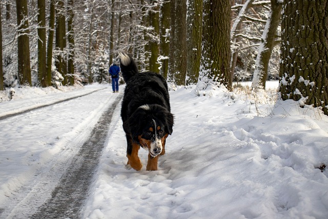 Free Pet Dog photo and picture