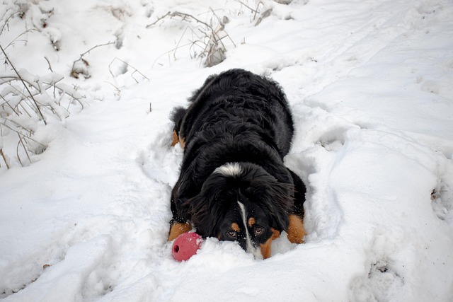 Free Animal Dog photo and picture