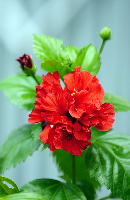 Page 30 - 4,000+ Free Hibiscus & Nature Images - Pixabay
