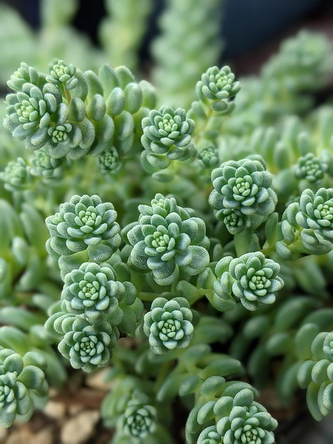 Free Plant Beautiful Flowers photo and picture