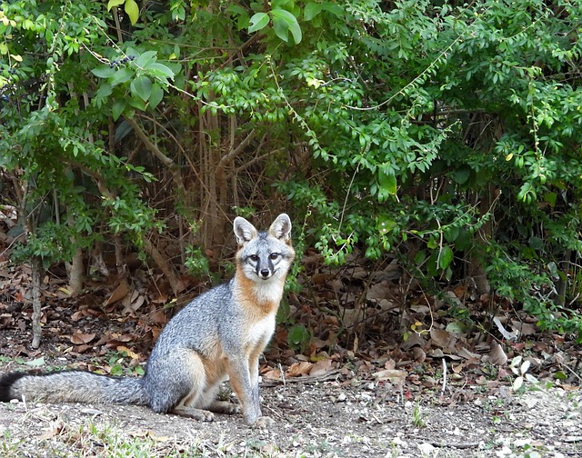 Free Animal Predator photo and picture