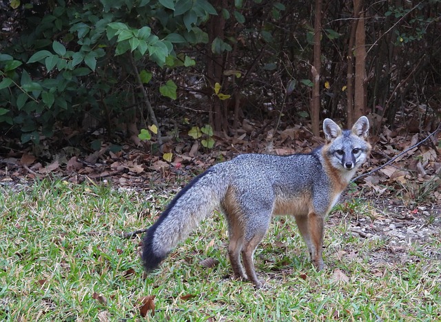 Free Fox Wildlife photo and picture