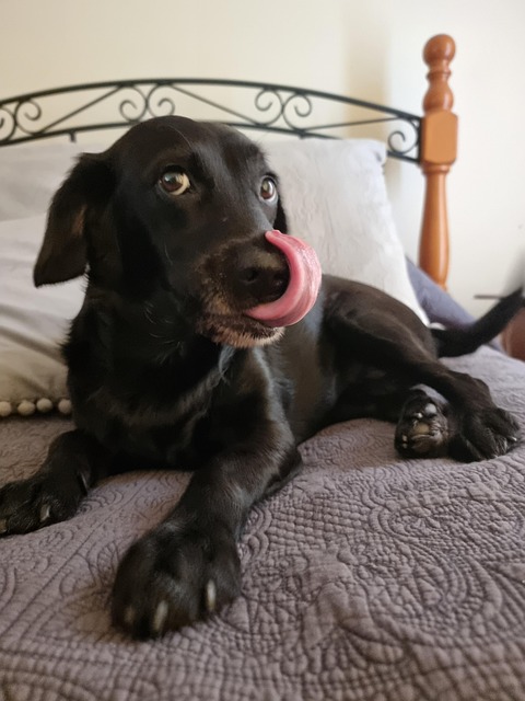 Free Dog Pet photo and picture