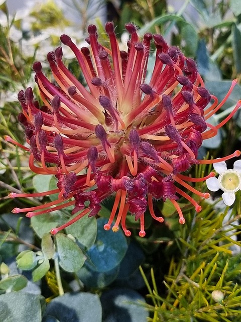 Free Leucospermum Flora photo and picture