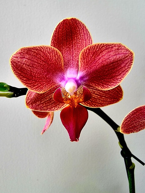 Free Pink Orange photo and picture