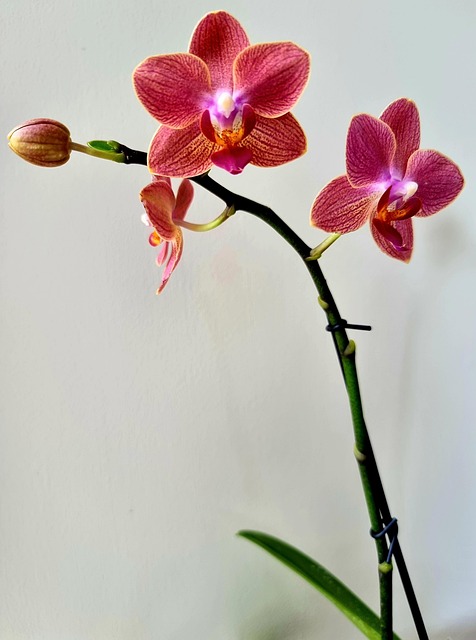Free Variegated Orchids photo and picture