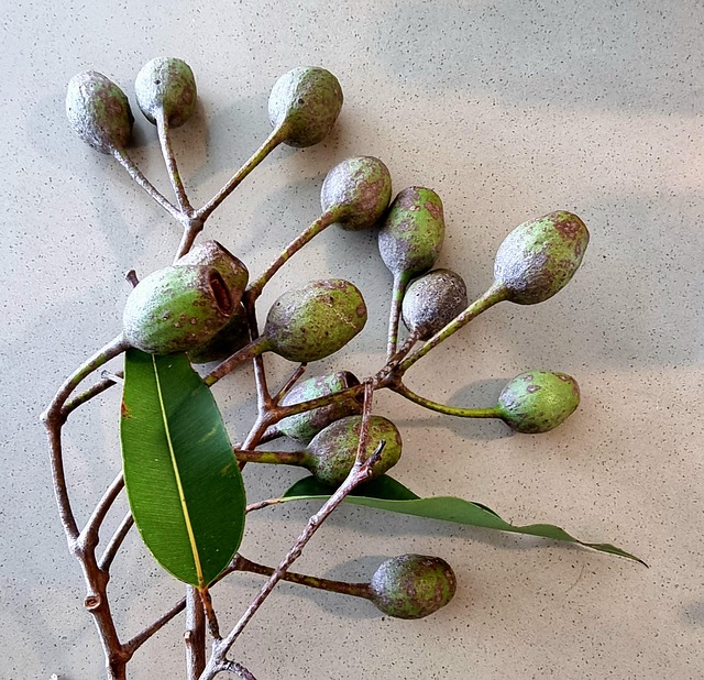 Free Gumnut Gumnuts photo and picture