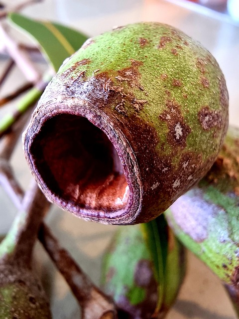 Free Gumnut Australian photo and picture