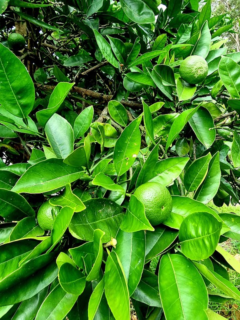 Free Orange Tree photo and picture