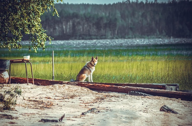 Free Animal Dog photo and picture