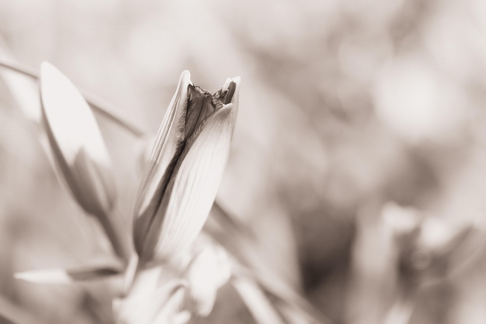 Flower Bud Botany - Free photo on Pixabay - Pixabay