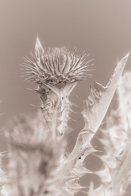 Blume, Blüte, Digitale Kunst, Sepia