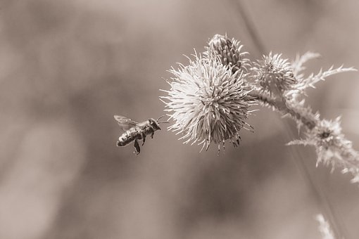 Blume, Biene, Bestäubung, Insekt