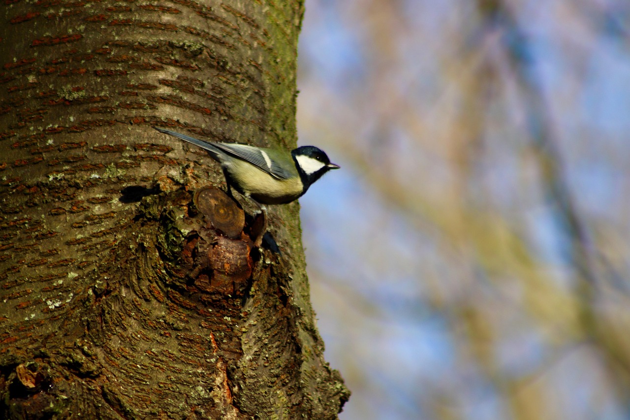 https://cdn.pixabay.com/photo/2021/12/27/09/06/great-tit-6896600_1280.jpg