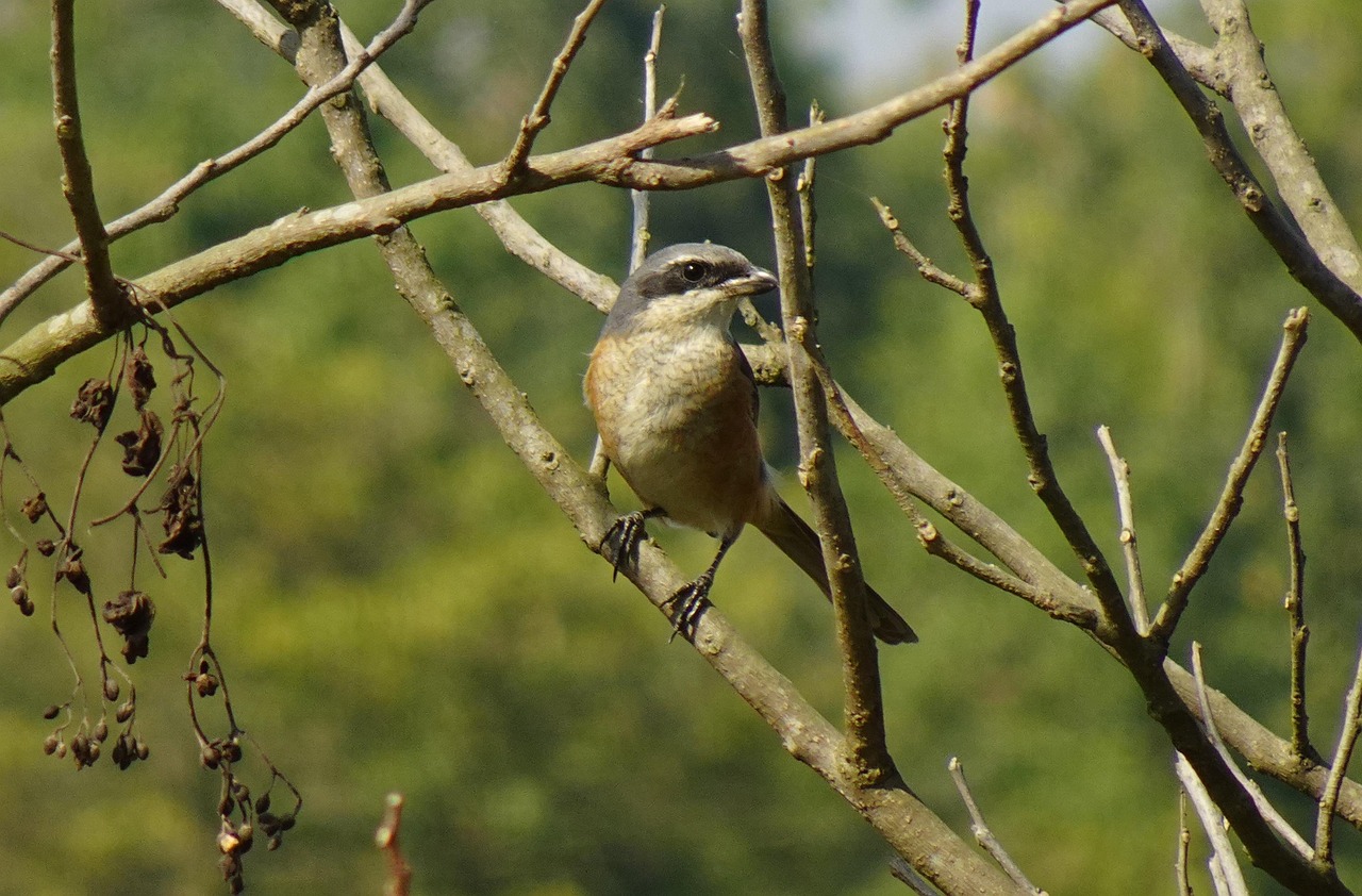 Shrike Fågel Sittande Gråryggig - Gratis foto på Pixabay - Pixabay