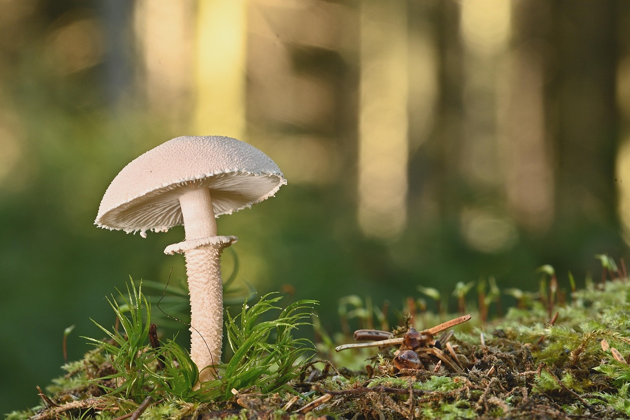 Jamur Ilmu Lumut Foto gratis di Pixabay Pixabay