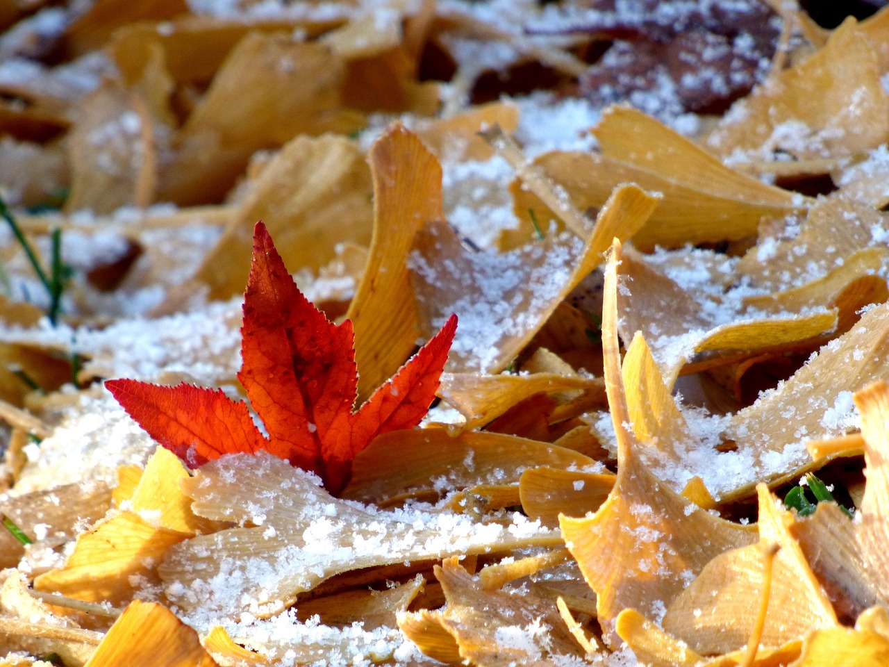 Sheets Cold Gel Free photo on Pixabay Pixabay